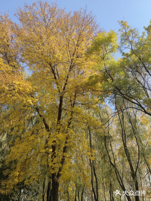 森林公园(尖草坪区)图片