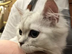 -袖虎·猫馆(体育西路店)