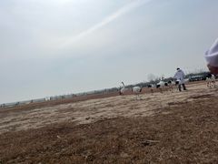 -盐城丹顶鹤湿地生态旅游区