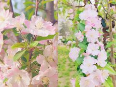-海棠花溪(元大都城垣遗址公园)
