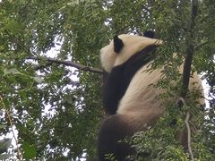 -武汉动物园