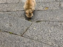 -普陀山风景区-佛顶山