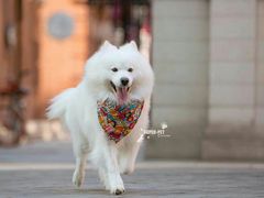 -超宠爱宠物摄影-Super pet