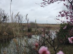 -同里国家湿地公园