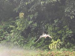 -广州长隆飞鸟乐园