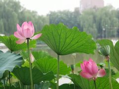 -丰台花园