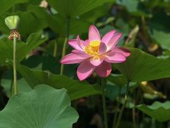 -莲花池公园