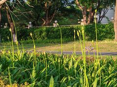 -金鸡湖景区