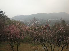 -香雪海