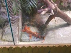 -上海大自然野生昆虫馆(东方明珠·爬宠昆虫探索中心)