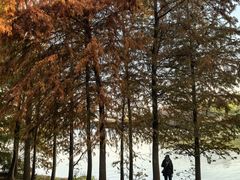 -上海海湾国家森林公园