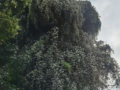 -邓氏兔头