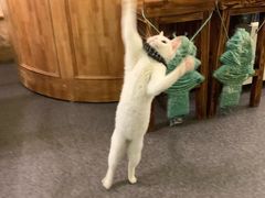 -猫色咖啡·猫咖