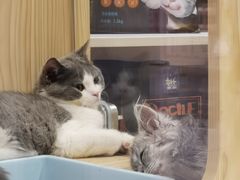 -屋虎猫馆(宝安大仟里店)