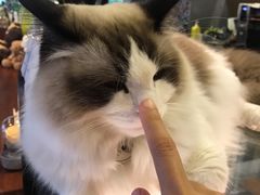 -咖法森林·咖啡  酒吧(天河店)