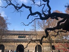 -灵谷景区