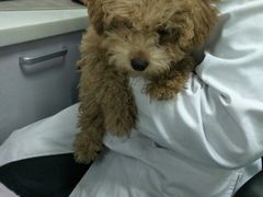 -宠颐生东兴动物医院(大悦城店)