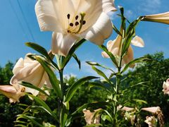 -青峰峡国家森林公园