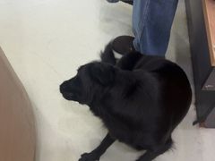 -瑞鹏宠物医院·宠保定点·心脏科·内科(御桥分院)