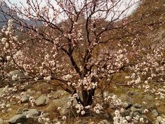 乱花渐欲迷人眼-宅院