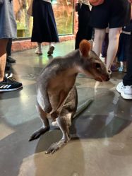 点击看大图 -Zoolung Zoolung动物主题公园(海信广场店)