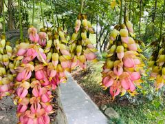 -中国科学院华南植物园