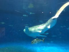 -鹿儿岛水族馆