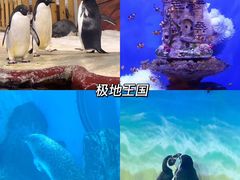 -海合安武汉极地海洋公园