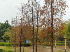 -飞来湖湿地公园