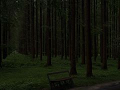 -黄海国家森林公园