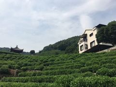 -阿巧茶庄