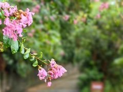 -清水湖度假村(罗浮山美食地标店)
