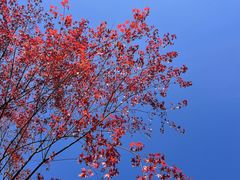 -新虹桥中心花园