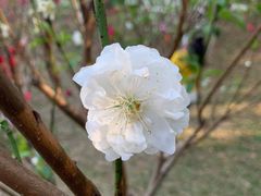 -桃花涧
