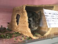 -藦茜花园宠物主题亲子互动体验馆(国顺东路店)