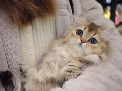 -momokira米努特·德文卷毛猫·棉花面纱犬