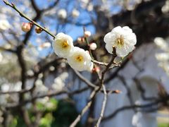 -梅花山(明孝陵内)