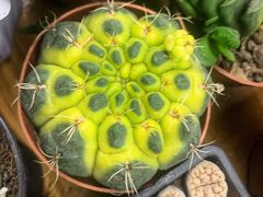 -昆明国际花卉拍卖交易中心