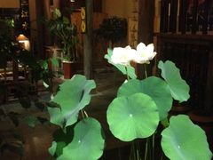 iphone_upload_pic-普洱茶府(博乐广场店)