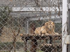-合肥野生动物园