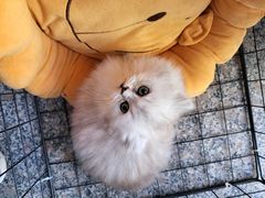 -宠颐生·恒爱宠物医院(静海店)