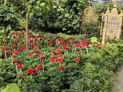 -南宫五洲植物乐园