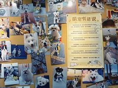 -翊宠yipet猫狗购宠庄园犬舍•猫舍