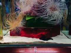 -太平洋海底世界