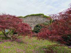 -嘉定紫藤园