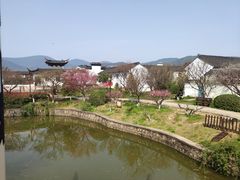 -林屋梅海青梅保护基地