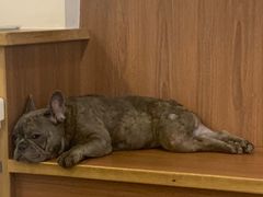 -柯斗斗主题餐厅·狗咖·围炉煮茶·茶饮(国瑞升平里店)