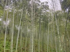 -大唐贡茶院
