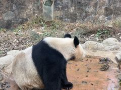 -都江堰中华大熊猫苑