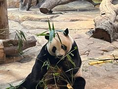 -广州长隆野生动物世界